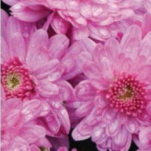 2 LIVE PLANTs HARDY MUMS CHELSEY PINK 4" Growing Pot Ships NO POT…